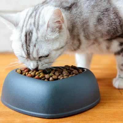 10 cat food deals for Black Friday 2024