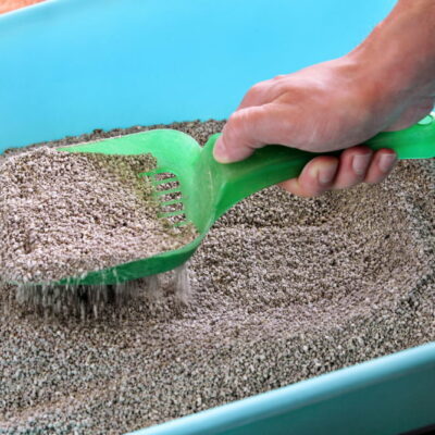 10 ways to make cats use litter boxes